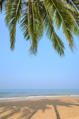 Tropical beach with coconut palm at summer time