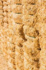 Fresh straw hay bales