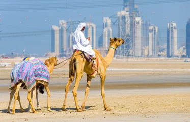 Afwasbaar Fotobehang Kameel Dubai, camel racing in training in the outskirts of the city