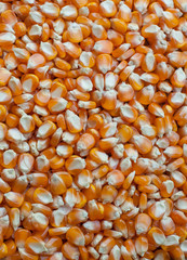 Corn seeds background, background pattern