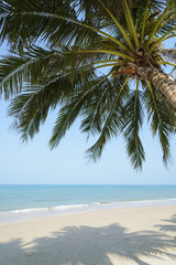 Fototapeta na wymiar Tropical beach with coconut palm at summer time