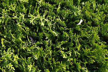 Thuya bush closeup