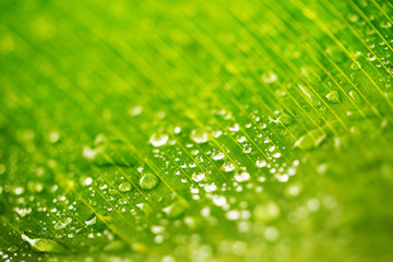 Rain drops and Fresh green leaf texture bacground