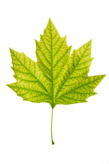 Fresh maple green leaf isolated on white