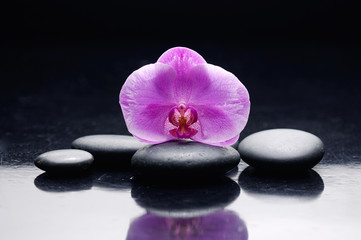 Still life with pink orchid on zen black stones 