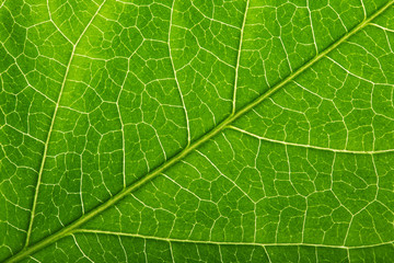 Obraz premium Green fresh plant background