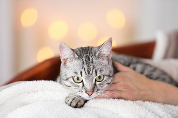 Beautiful cat on light background