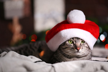 Beautiful cat near Christmas tree with decoration