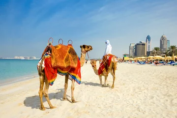 Fotobehang Kameel Dubai, kamelen op het strand van het Oasis resort in de nieuwe Marina wijk