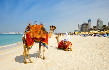 Papier Peint photo Lavable Chameau Dubaï, chameaux sur la plage de l& 39 Oasis resort dans le nouveau quartier de la Marina