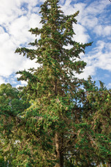 Natural landscape of Abkhazia