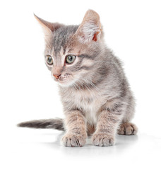 Obraz premium Cute little grey kitten, isolated on white