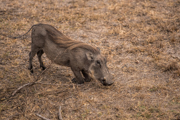 Warthog in Africa