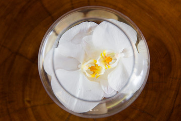 White orchid flower in glass vase with water on wooden backgroun - obrazy, fototapety, plakaty
