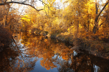 Fototapeta na wymiar Autumn forest with river. Park in fall