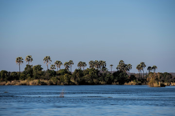 palm tree on the Zambezi