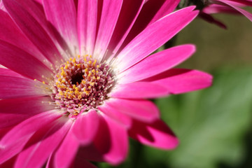 Obraz na płótnie Canvas pink and white gerbera close up
