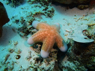 Starfish, Island Bali