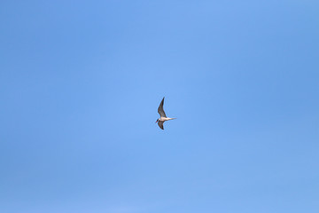 Lonely white seagull flying in clear blue at sunny summer day