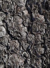 Pine bark texture