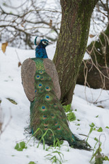 Naklejka premium Peacock in the snow