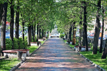 Beautiful alley with green trees and benches in summer 