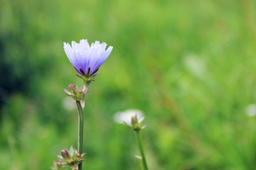 Single blue chicory flower on summer field. Close up view