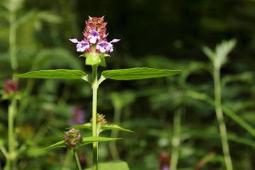 Small purple wild flower among green grass in summer forest 