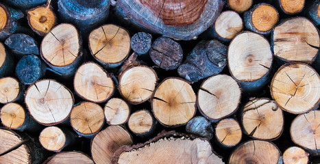 Cutted Logs bright background