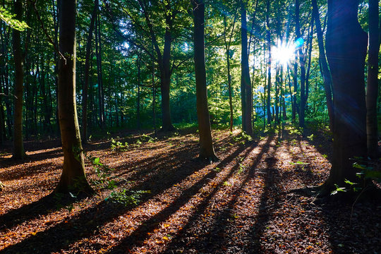 Tiefstehende Sonne im Wald bei Gegenlicht. Rostock, Mecklenburg Vorpommern © tangolf