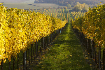 Gelbe Weinrebe im Herbst