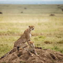 Cheetah in nature