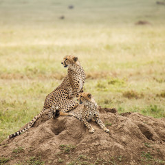 Naklejka premium Cheetah in nature