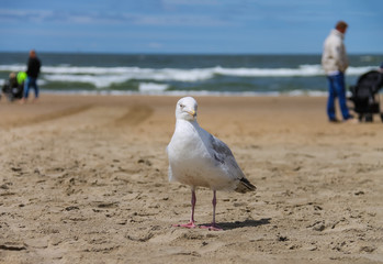 Seagull standing on sandy beach in Zandvoort, the Netherlands