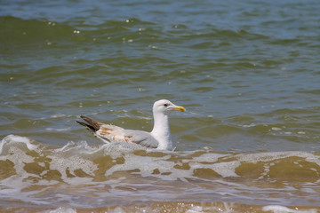 Seagull swimming in the North sea in Zandvoort, the Netherlands
