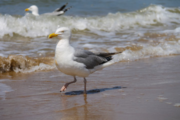 Two seagulls in a water of North sea in Zandvoort, the Netherlan