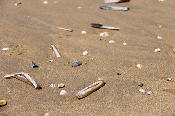 Sea shells on wet sand. Summer North sea in Zandvoort, the Nethe
