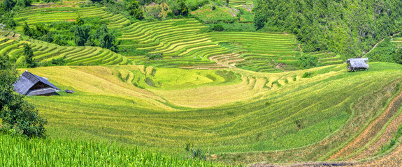 Fototapeta na wymiar Terraced fields and terraced houses each prepared yellow rice harvest. This is the pride of the farmers have known this place for creativity in agriculture hills