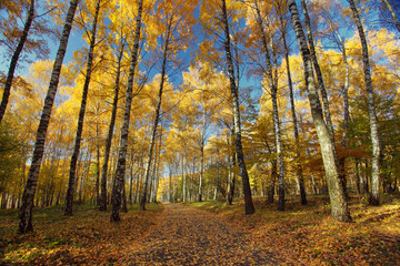 Fototapeta premium forest