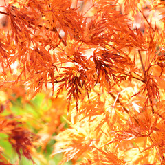 Fototapeta premium Herbst 110