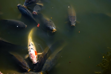 Japanese koi fishes
