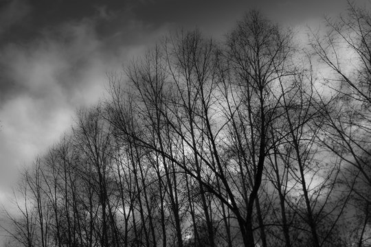 dark forest