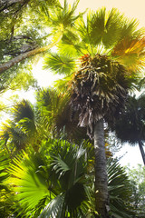Trees of tropical climate, bottom view.