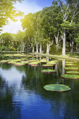 The lake in park with Victoria amazonica, Victoria regia. Mauritius.