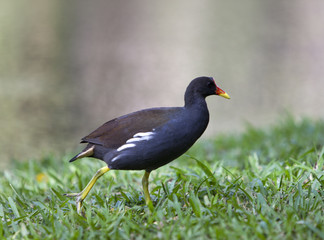 A Common Moorhen (Gallinula chloropus) walking on the grass