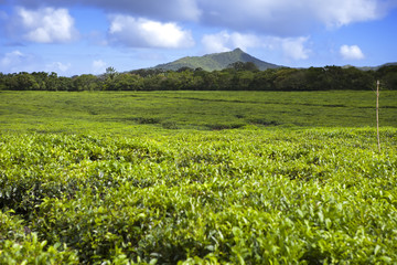 Fototapeta na wymiar Tea plantation in the foothills. Mauritius