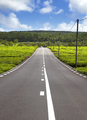 Fototapeta na wymiar Mauritius. The road among green tea fields.