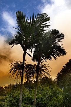 royal palm tree at sunset, Mauritius(Roystonea regia)
