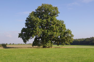 Eiche im Mai Naturdenkmal Schwebheim