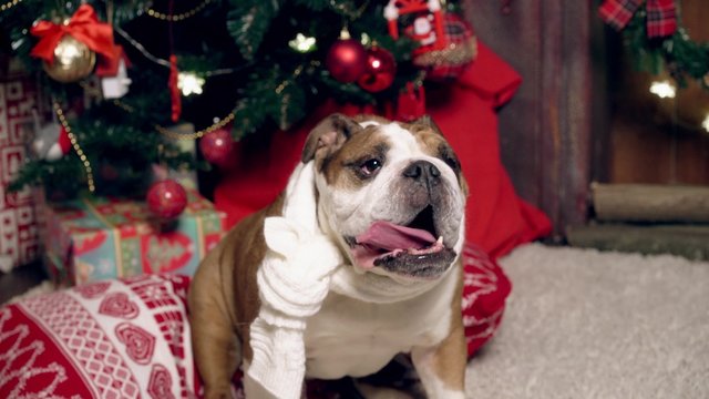 the lovely English bulldog sits under a fir-tree on Christmas eve
